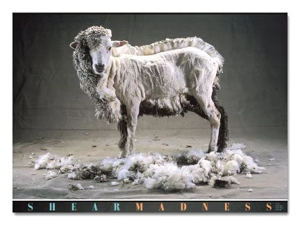 Shear Madness Half Shorn Sheep Poster — Trillium Studios